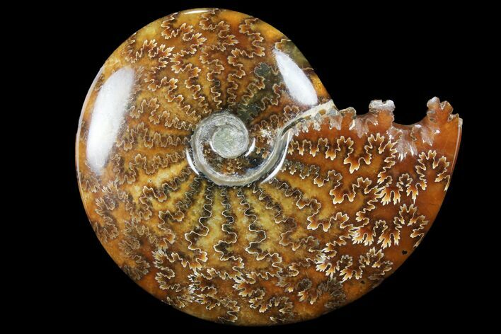 Polished, Agatized Ammonite (Cleoniceras) - Madagascar #97380